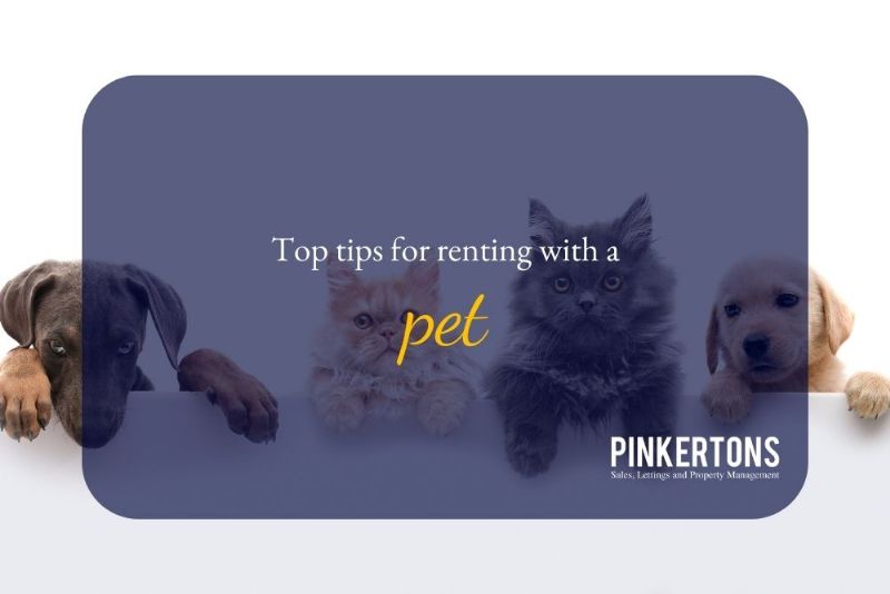 Top tips for renting with a pet